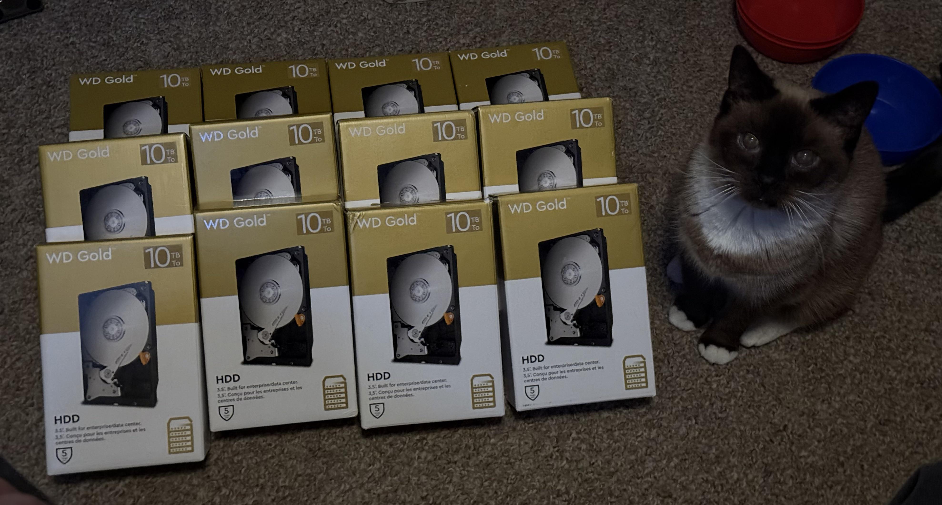 12 10TB Western Digital hard disk drives laid out on the left, next to a grey-white toned cat, staring at the camera